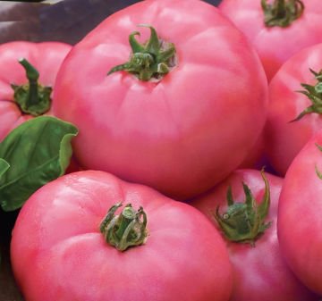 Hibrit Pembe Oturak Domates Tohumu 30 Adet