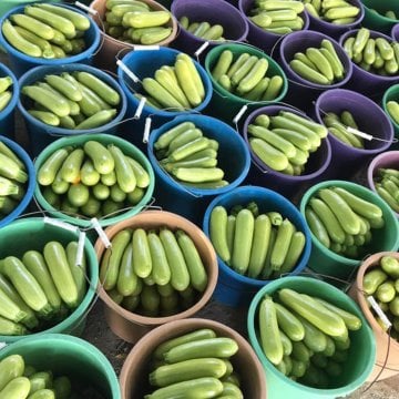 Majestee L97 F1 Kabak Tohumu 500 Adet