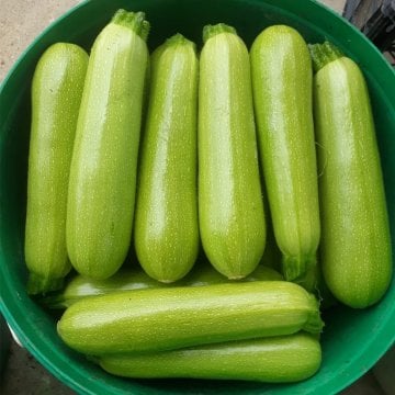 Majestee L97 F1 Kabak Tohumu 500 Adet