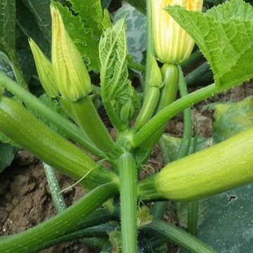 Majestee L97 F1 Kabak Tohumu 500 Adet