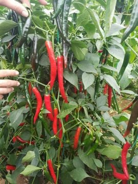 TNT F1 Şili Biber Fidesi