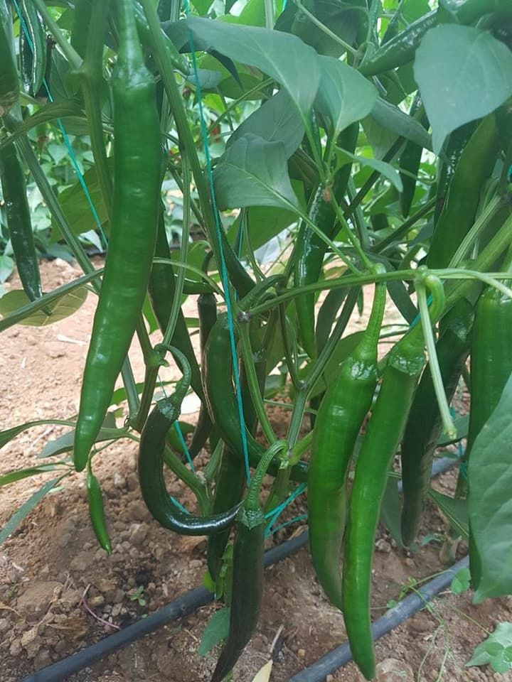 TNT F1 Şili Biber Fidesi