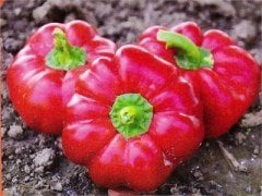 Domates Biberi Tohumu