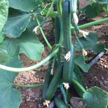 Malazgirt F1 Hıyar Fidesi