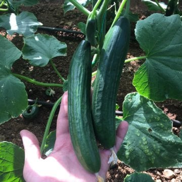 Malazgirt F1 Hıyar Fidesi