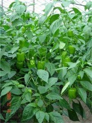 Desna F1 Dolma Biber Fidesi