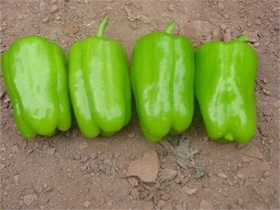 Desna F1 Dolma Biber Fidesi