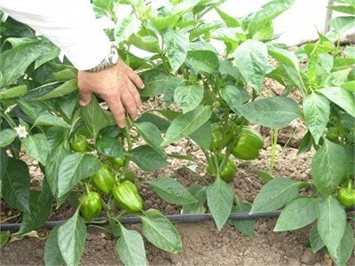 Kundu F1 Dolma Biber Fidesi