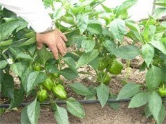 Kundu F1 Dolma Biber Fidesi