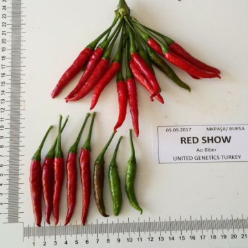 Red Show F1 Yukarıbakan Cin Biber Tohumu 1.000 Adet