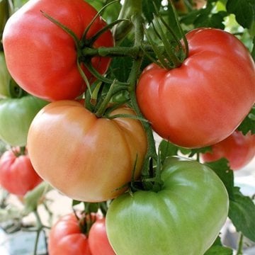 Hibrit Pembe Sırık Domates Tohumu 30 Adet