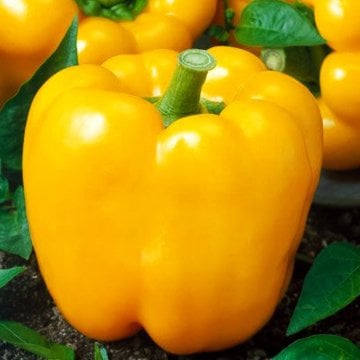 Unıgold F1 Sarı Dolma Biber Tohumu