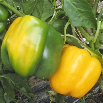 Unıgold F1 Sarı Dolma Biber Tohumu