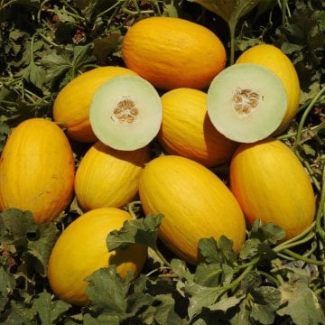 Namlı F1 Sarı Kavun Tohumu