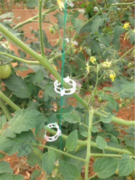 Domates Tutturma Bağlama Klipsi 23 mm 1000 Adet