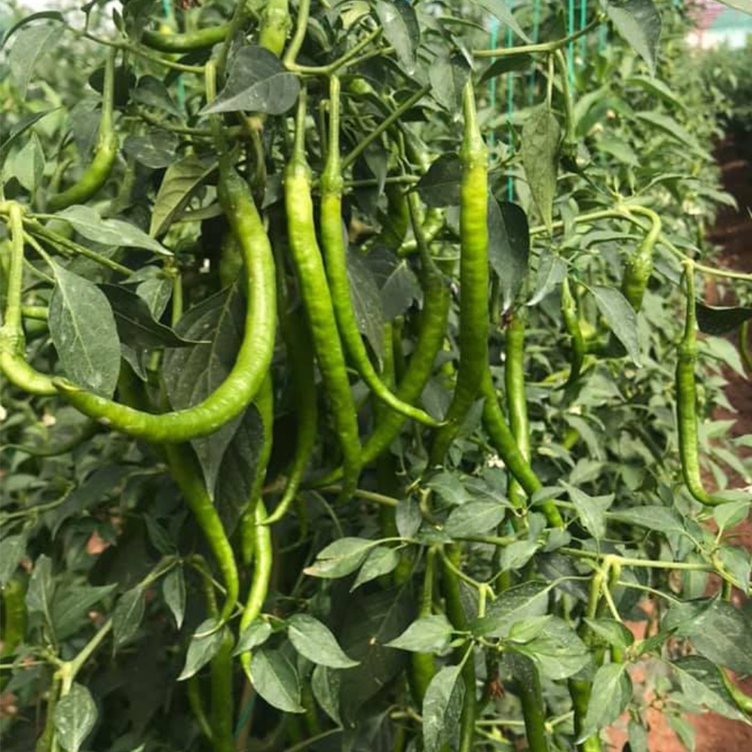 Zara f1 Acı Sivri Biber Fidesi