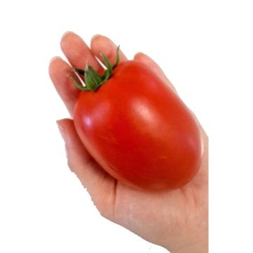 Samer F1 Salçalık Kasalık Domates Tohumu 5000 Adet