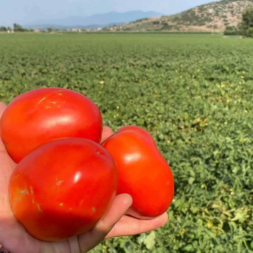 Samer F1 Salçalık Kasalık Domates Tohumu 5000 Adet