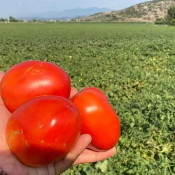 Samer F1 Salçalık Kasalık Domates Tohumu 5000 Adet