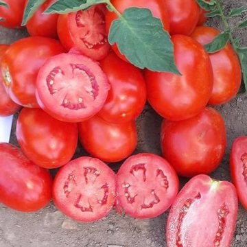 Samer F1 Salçalık Kasalık Domates Fidesi