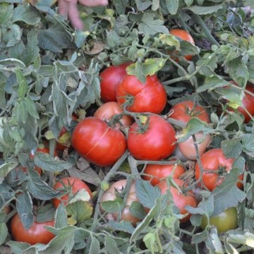 Ceres F1 Oturak Domates Fidesi