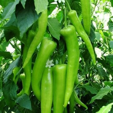 Yıldız F1 Çarliston Biber Fidesi