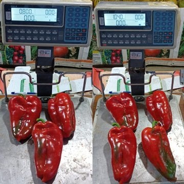 Slonovo Uvo Fil Kulağı Kapya Biber Tohumu 10.000 Adet