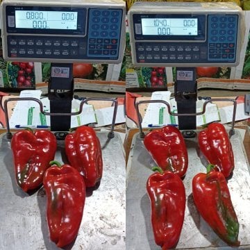 Slonovo Uvo Fil Kulağı Kapya Biber Fidesi