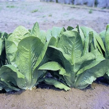 Romabella Yedikule Düz marul Tohumu 50 Gr.