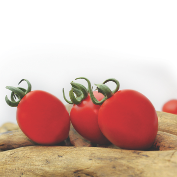 Axion F1 Kokteyl Domates Fidesi