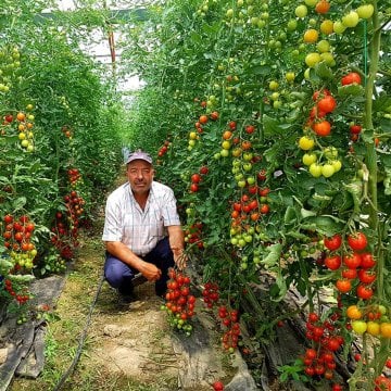 Axion F1 Kokteyl Domates Fidesi