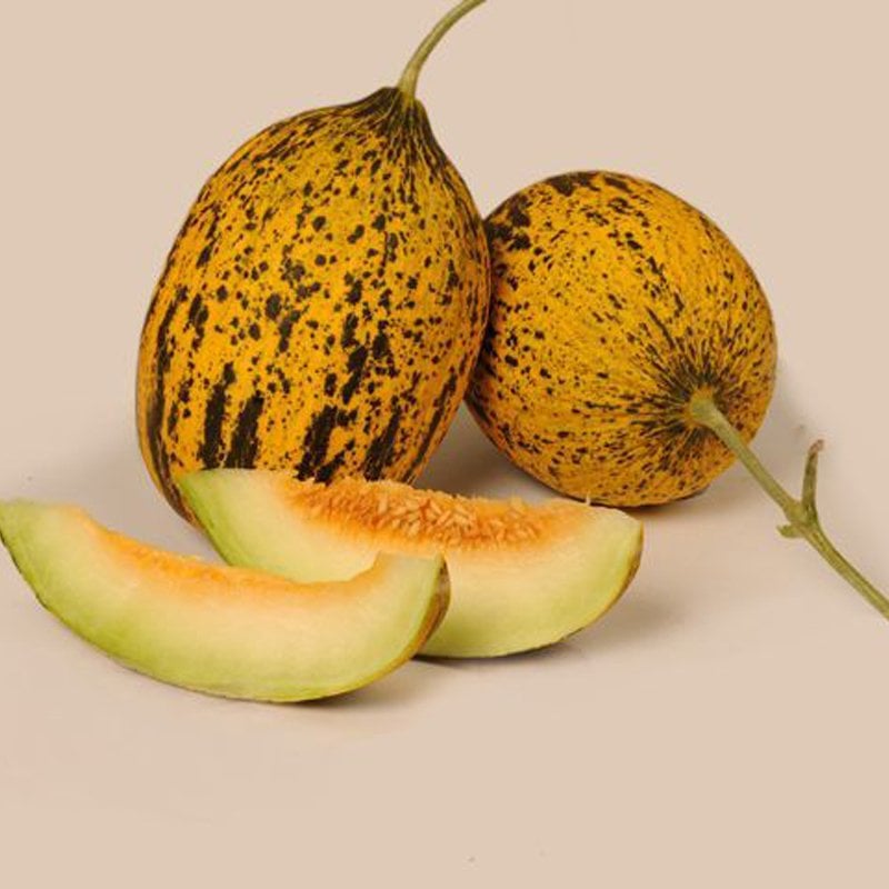 Pandora F1 Kırkağaç Kavun Fidesi