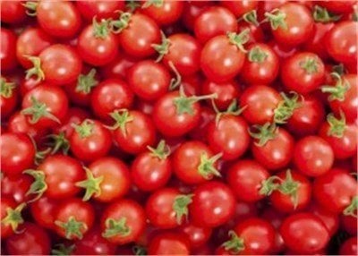 İnci F1 Cherry Domates Fidesi