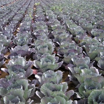 Rondale F1 Kırmızı Lahana Tohumu 2500 Adet