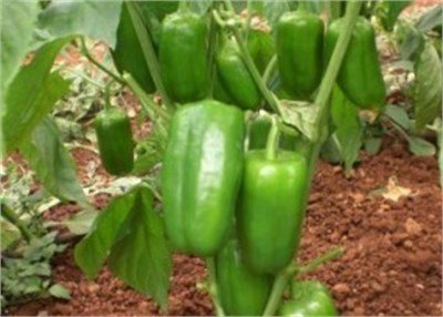 Küheylan F1 Dolma Biber Fidesi