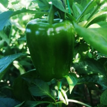 TG-12 Kaplan F1 Dolma Biber Fidesi