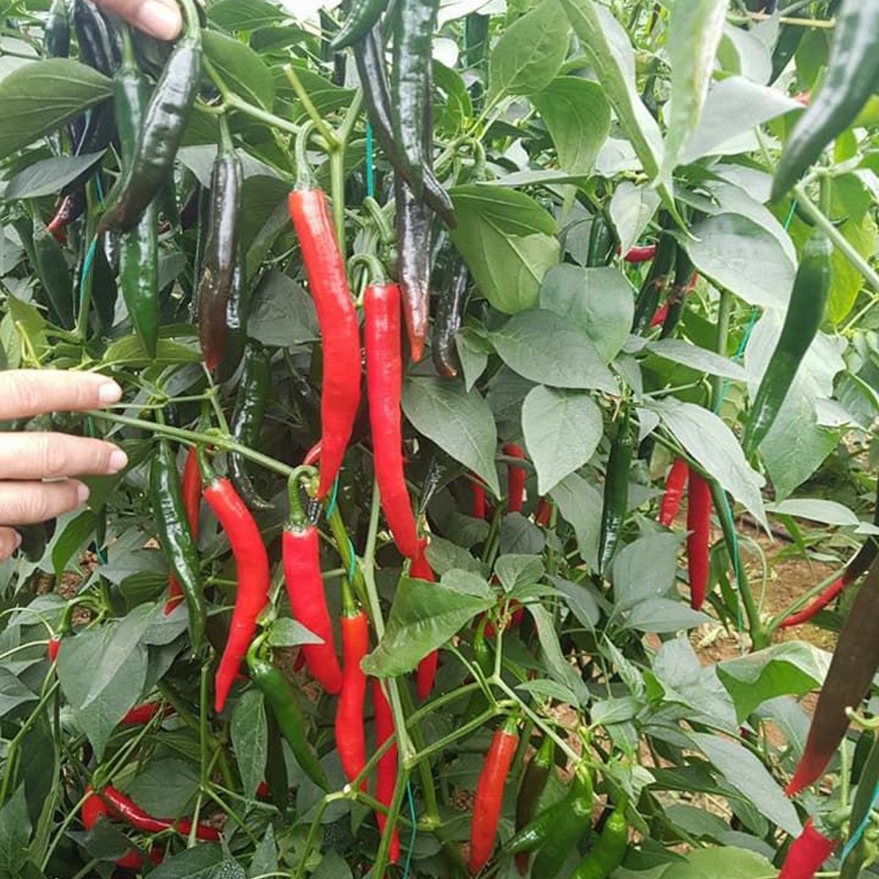 TNT F1 Şili Biber Tohumu 1.000 Adet