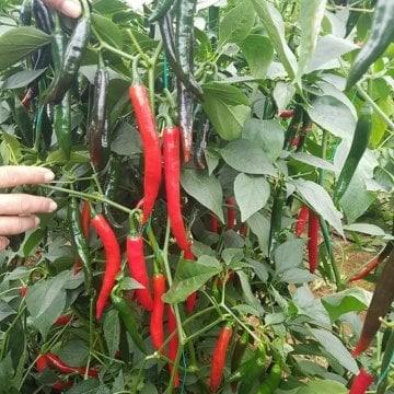 TNT F1 Şili Biber Tohumu 1.000 Adet