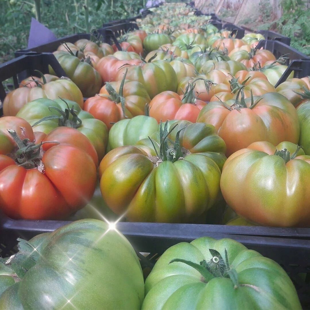 Davinci F1 Köy Domates Tohumu