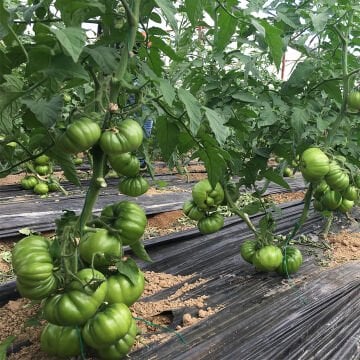 Davinci F1 Köy Domates Tohumu