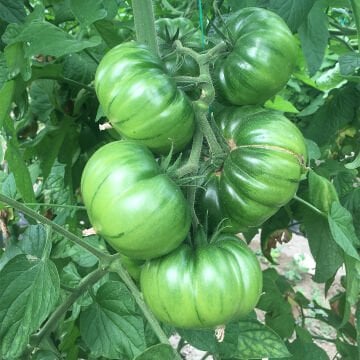 Davinci F1 Köy Domates Tohumu