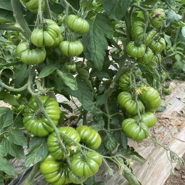 Davinci F1 Köy Domates Tohumu