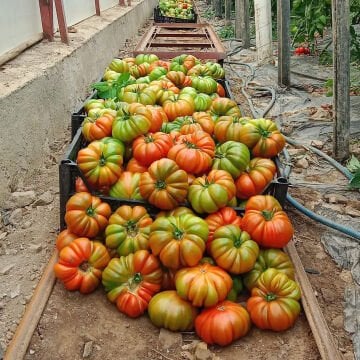 Davinci F1 Köy Domates Tohumu