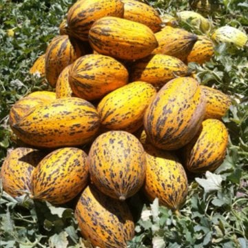 Erbey F1 Kırkağaç Kavun Fidesi