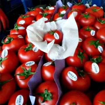 Mira F1 Domates Tohumu 1000 Adet