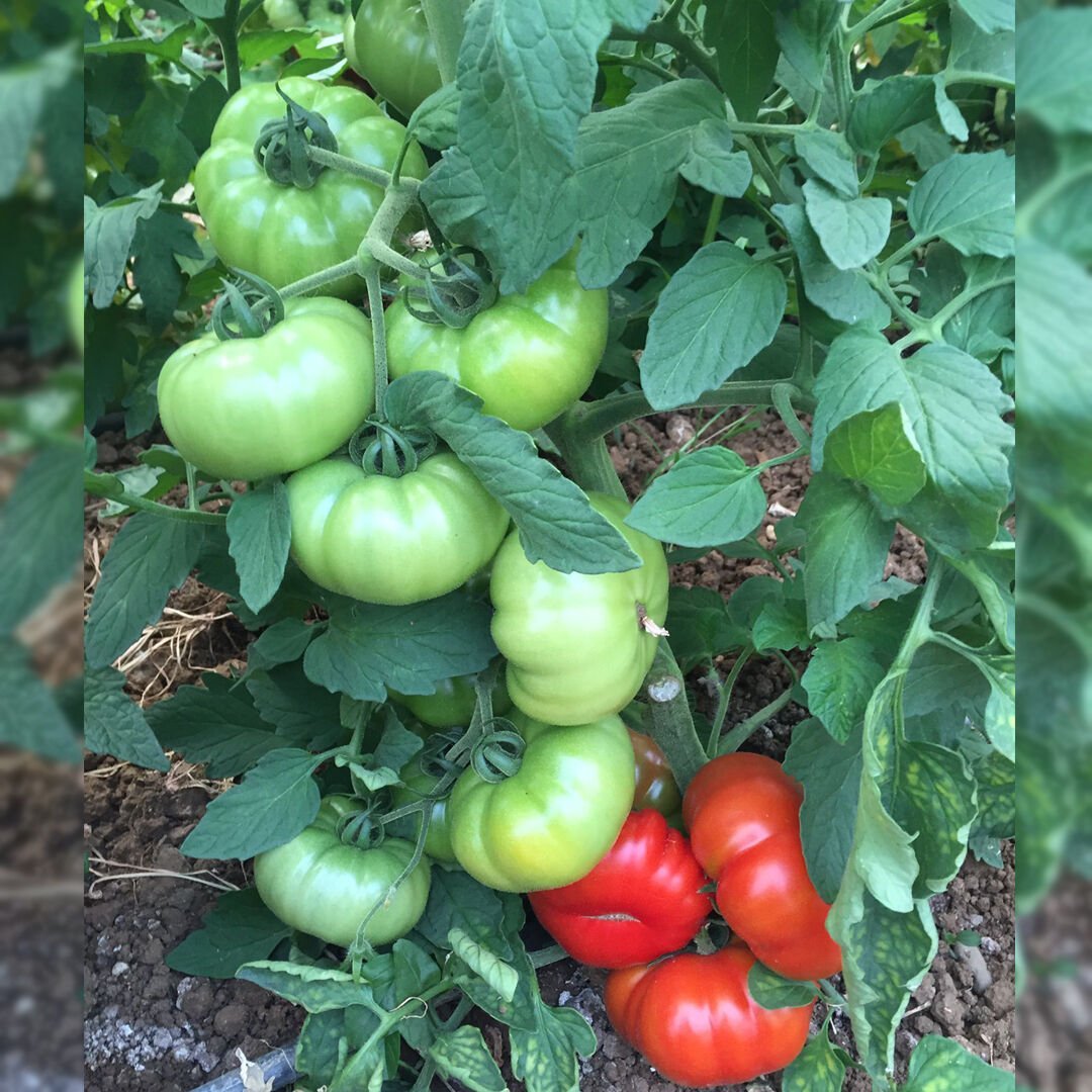 Lapçin F1 Yarı Sırık Köy Domatesi Fidesi