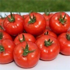 Akın F1 Sırık Domates Fidesi