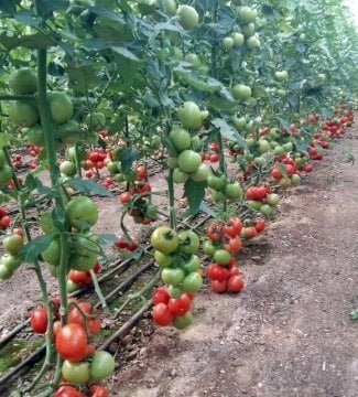 Erva F1 Sırık Domates Fidesi