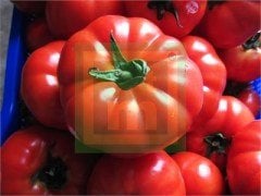 Bufalo F1 Beef Domates Fidesi