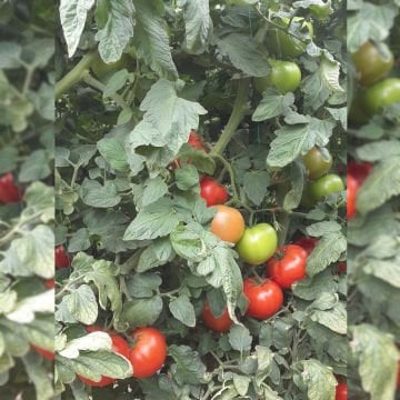 Ceneviz F1 Beef Domates Fidesi